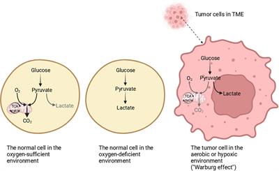 Analyzing the impact of metabolism on immune cells in tumor microenvironment to promote the development of immunotherapy